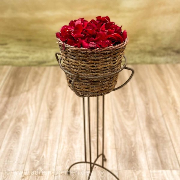 Rote Nachwurf-Rosenblüten Bild 1