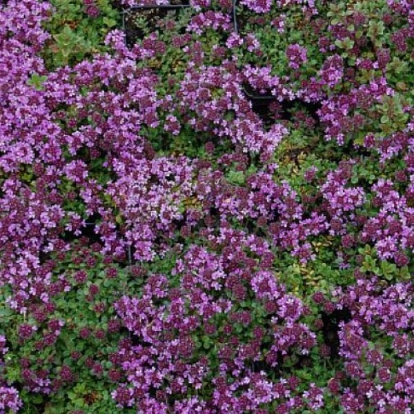 Thymus doe. Bressingham Seedling - Polster Thymian Bild 2